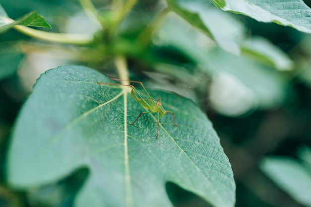 La cavalletta verde barbitistes fischeri siede su un fico