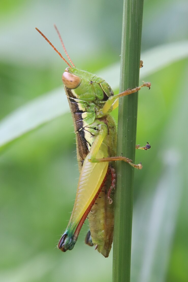 Foto la cavalletta