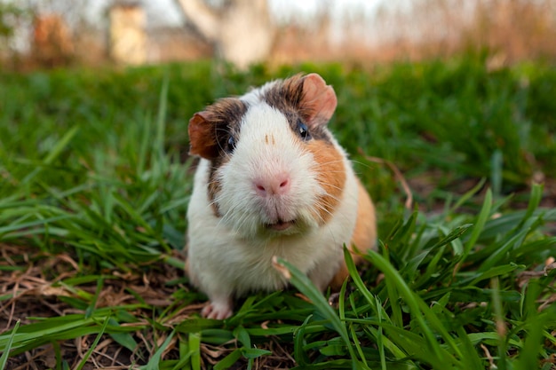 La cavia cammina sull'erba...