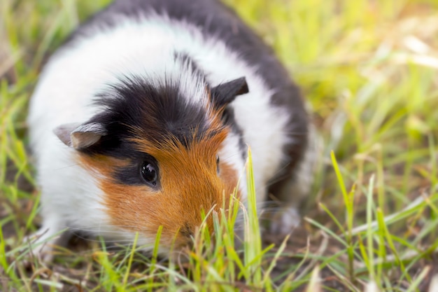 La cavia sta mangiando erba sul prato al mattino.