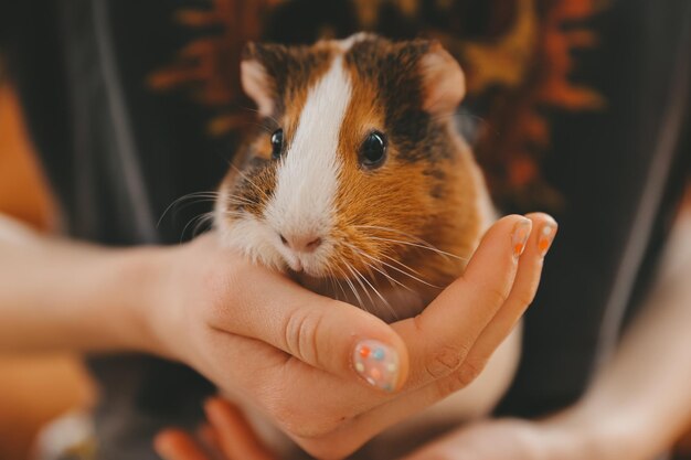 La cavia sulle sue mani