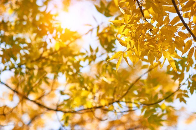 La cenere gialla di autunno lascia nei raggi del sole e nel chiaro cielo