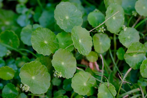 La centella asiatica cresce nell'erba. Centella asiatica. Le piante selvatiche sono sparse nella piantagione, nel campo