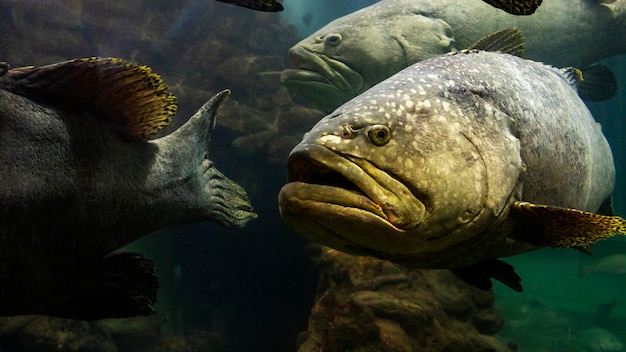 La cernia gigante pesca nel mare delle Andamane