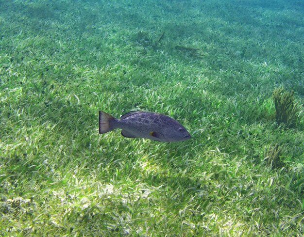 La cernia pesca in Riviera Maya ai Caraibi