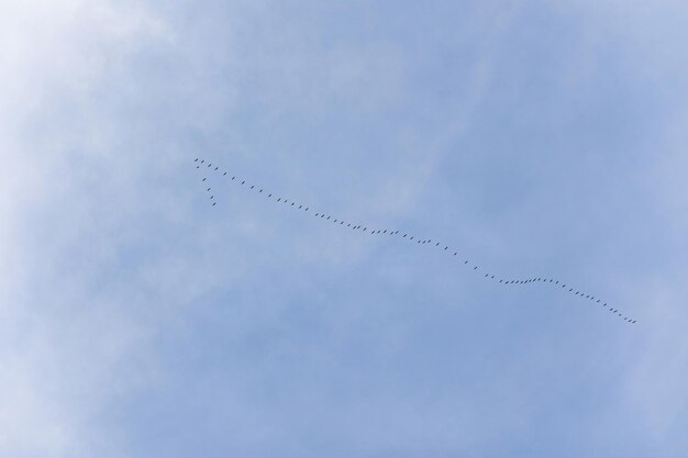 La chiave degli uccelli nel cielo. le gru volano via uno stormo di uccelli che volano alti nel cielo blu.