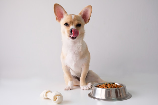 La chihuahua è uno zucchero bianco, di sei mesi, su uno sfondo bianco.