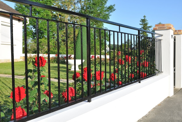 La chiusura di rose fiorite dietro un recinto costeggiava un giardino