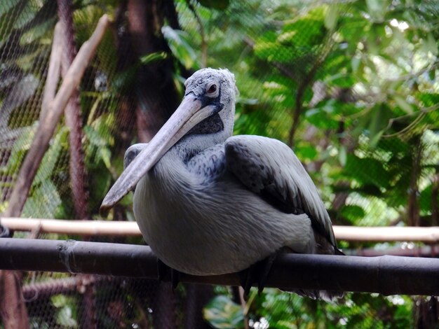 La cicogna asiatica di openbill o asiatica di openbill