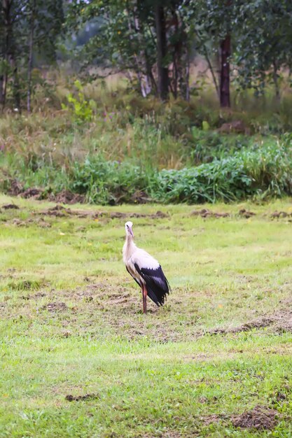 La cicogna bianca europea cammina sul campo estivo verde