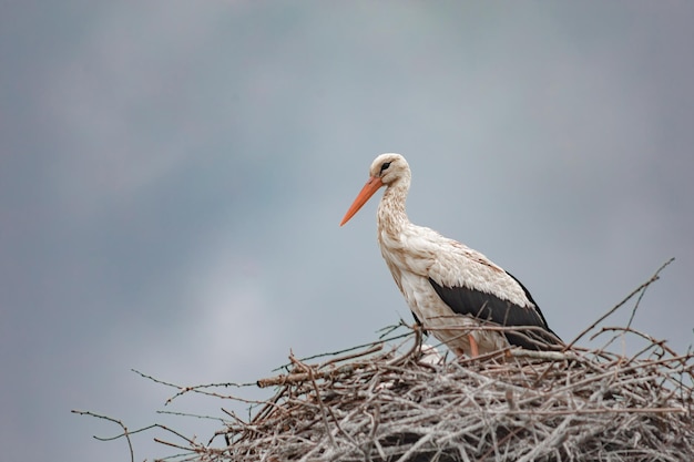 la cicogna bianca si siede in un nido incuba le uova contro un cielo nuvoloso