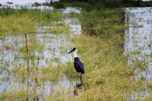 La cicogna dal collo lanoso cerca cibo nel fiume Krishna.