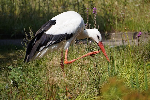 La cicogna su un campo