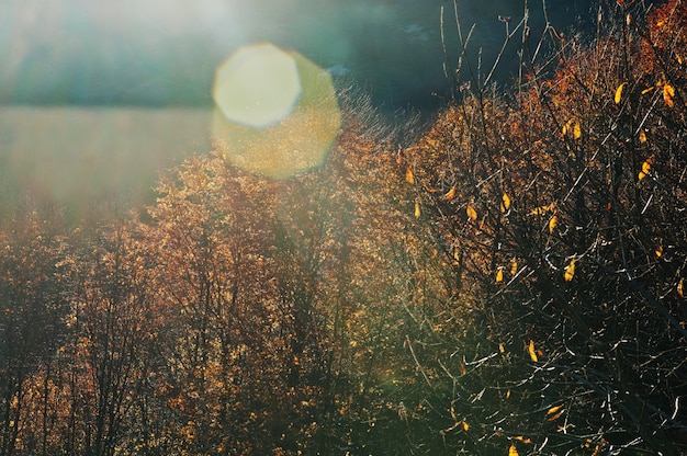 La cima degli alberi sul raggio del sole si illumina sulle montagne di autunno.