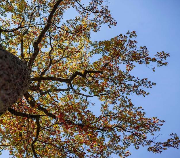 La cima di una quercia dal basso sulla montagna Messa a fuoco selettiva