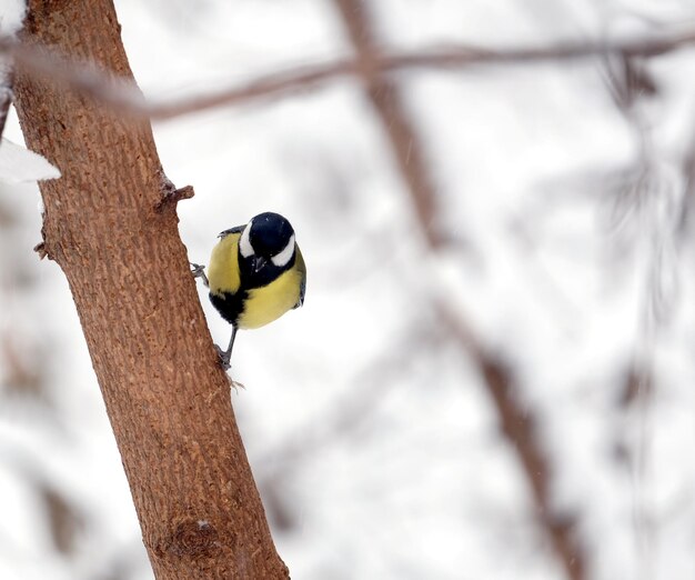 La cinciallegra da sola si siede sul tronco d'albero congelato in primo piano della foresta di inverno nevoso