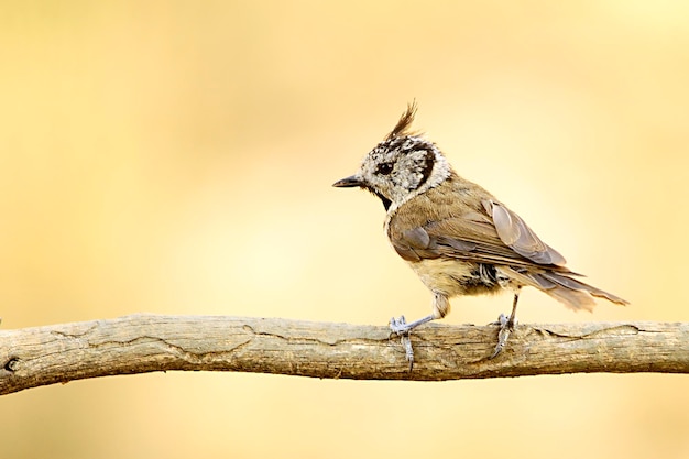 La cinciarella è una specie di passeriforme della famiglia dei Paridae