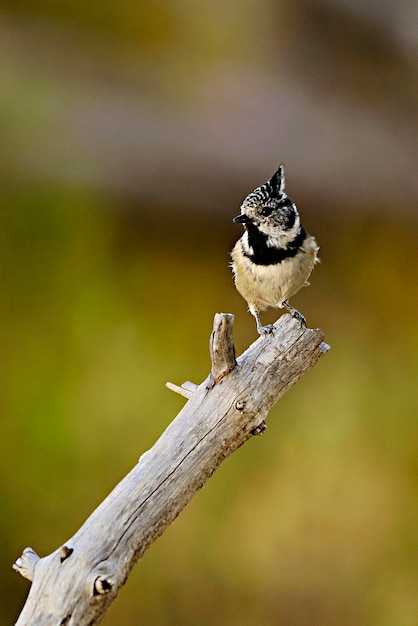 La cinciarella è una specie di passeriforme della famiglia dei Paridae