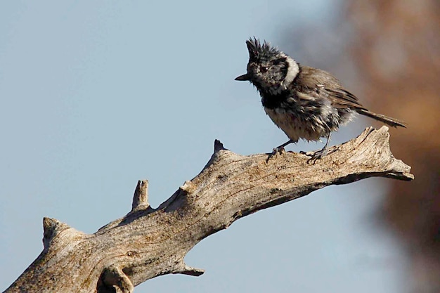 La cinciarella è una specie di passeriforme della famiglia dei Paridae