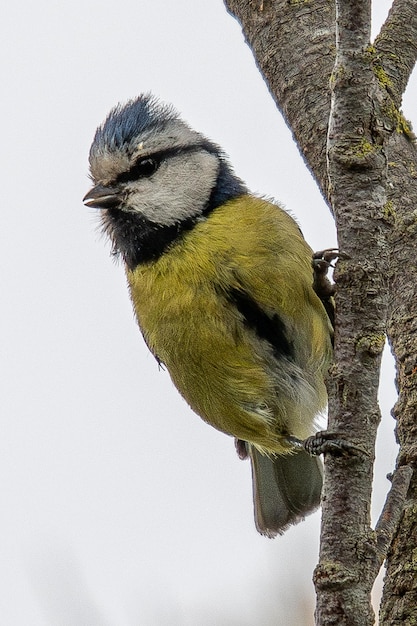 La cinciarella eurasiatica Cyanistes caeruleus è un piccolo uccello passeriforme comune in aiguamolls emporda girona spagna