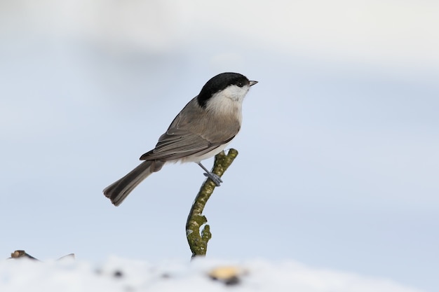 La cinciarella (Poecile palustris) si siede sulla neve