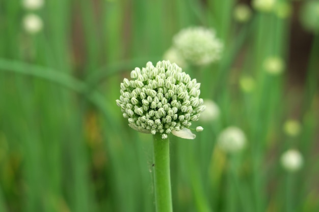 la cipolla fiorisce nel giardino dell'orticoltura che coltiva semi di cipolla