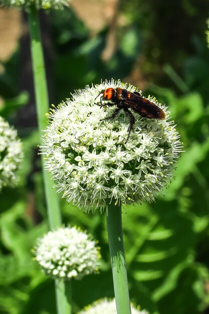 la cipolla fiorisce nel giardino dell'orticoltura che coltiva semi di cipolla