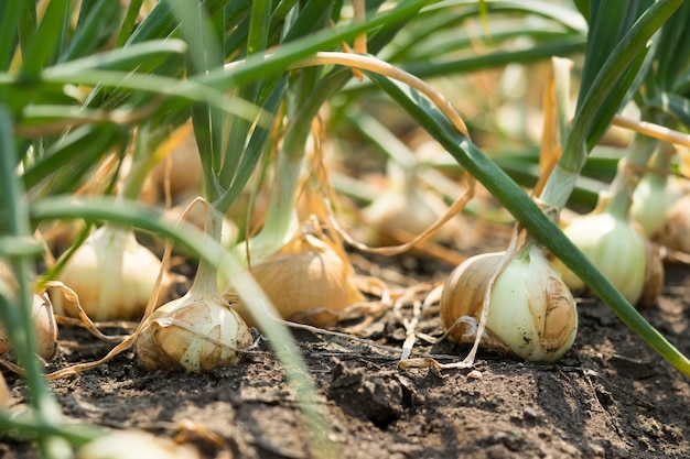 La cipolla viene coltivata sul terreno nelle trame