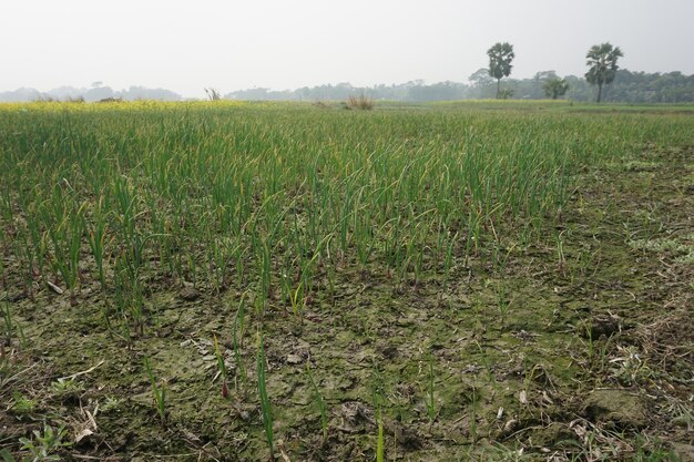 La cipolla viene prodotta su terreni agricoli Le piantine di cipolla sono chiamate gutti Bangladesh