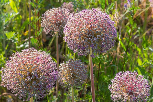 La cipolla viola fiorisce il fondo del giorno d'estate