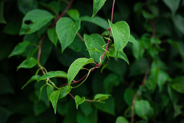 La citronella lascia il primo piano su un fondo vago foglie verde scuro