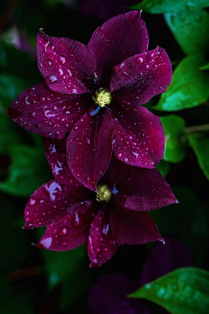 La clematide marrone scuro ricca di fiori in gocce d'acqua dopo la pioggia nel giardino estivo
