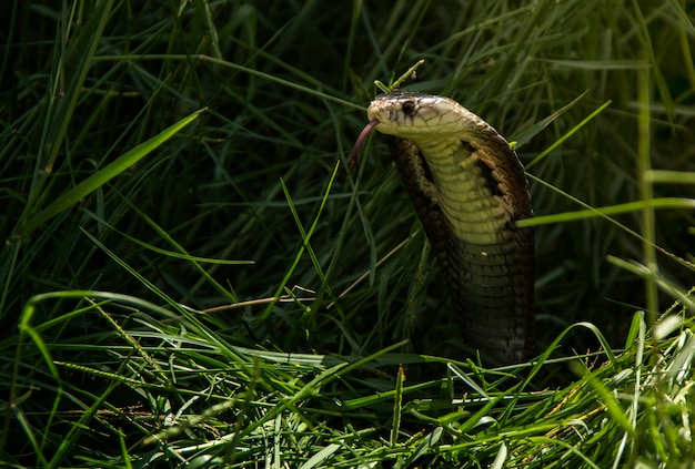 La cobra serpente spara la testa e il viso in natura densa d&#39;erba.