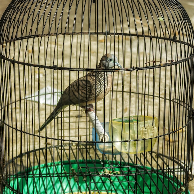 La colomba giavanese geopelia striata in una gabbia nera primo piano di un uccello in gabbia