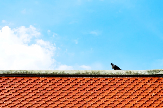 La colomba grigia o nera o il piccione (colomba livia) sta stando sul tetto di mattonelle arancio con cielo blu