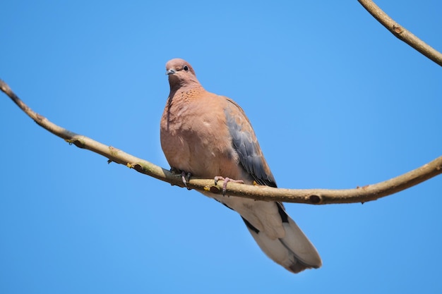 La colomba marrone si siede su un ramo contro un cielo blu