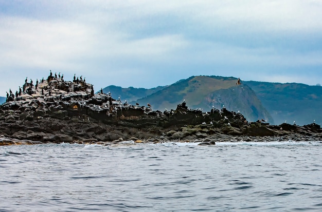 La colonia di cormorani