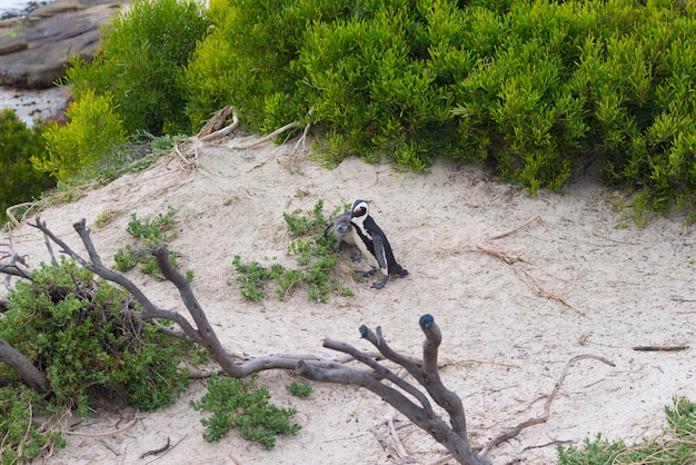 La colonia di pinguini africani sulla penisola del Capo a Boulders Beach