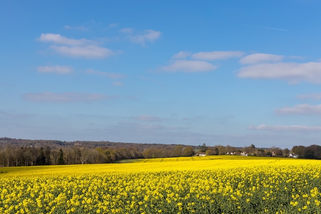 La colza (Brassica napus) fioritura nell'East Sussex campagna vicino a Birch Grove