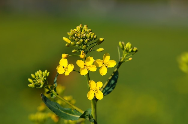 La colza fiorisce in primavera