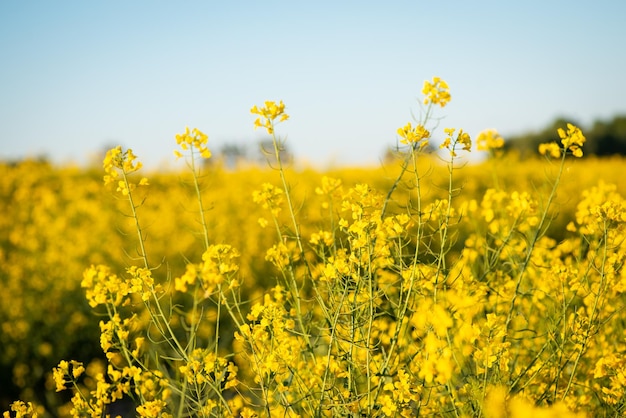 La colza gialla fiorisce nel campo in una luminosa giornata di sole