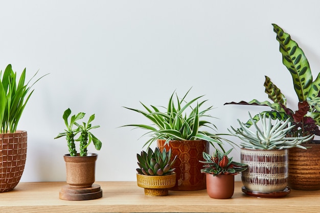 La composizione elegante dell'interno del giardino di casa ha riempito molte belle piante, cactus, piante grasse, piante aeree in diversi vasi di design