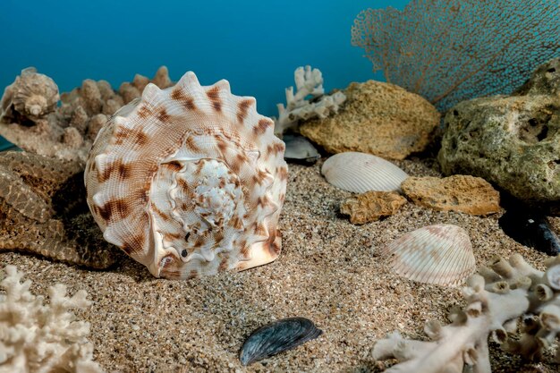 La conchiglia di Cassis Cornuta sulla sabbia sott'acqua