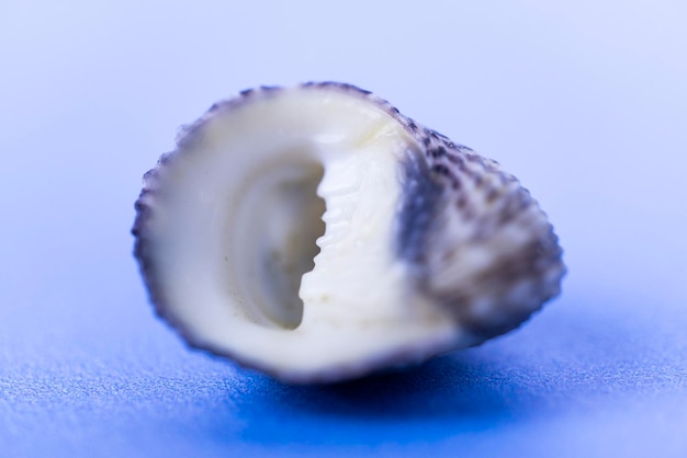 La conchiglia di Nerita mollusco