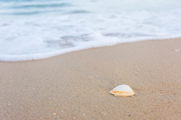 La conchiglia è sulla sabbia mentre l'acqua di mare ondeggia sulla sabbia come sfondo naturale e tema della vista sul mare.