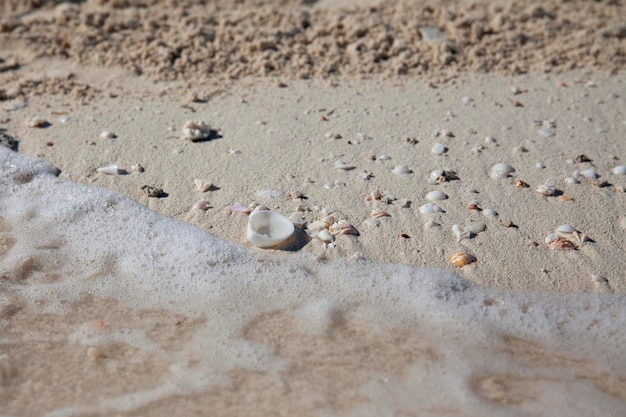 La conchiglia giace sulla sabbia bianca sulla costa del mare