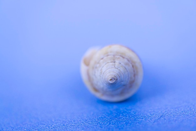 La conchiglia sullo sfondo blu