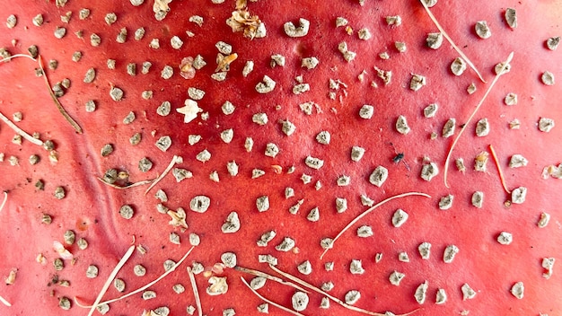 La consistenza dell'agarico di mosca del fungo rosso