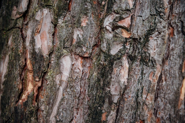 La consistenza della corteccia d'albero. Albero nel primo piano del parco. Texture e sfondo in rilievo. Foresta e natura.