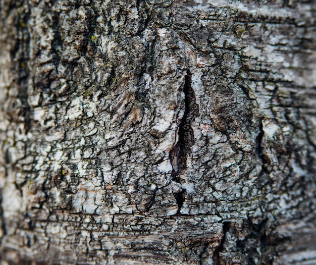 La consistenza della corteccia d'albero. Albero nel primo piano del parco. Texture e sfondo in rilievo.